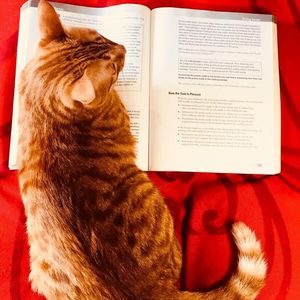英语考试Cat | G类雅思外教写作范文